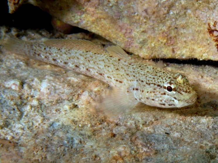 Gobius bucchichi da Cres